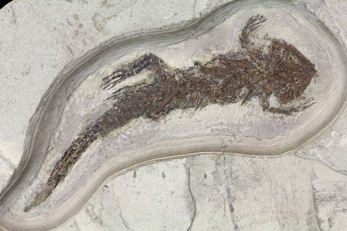 Fossil Salamander (Chelotriton) - Bosnia #113310
